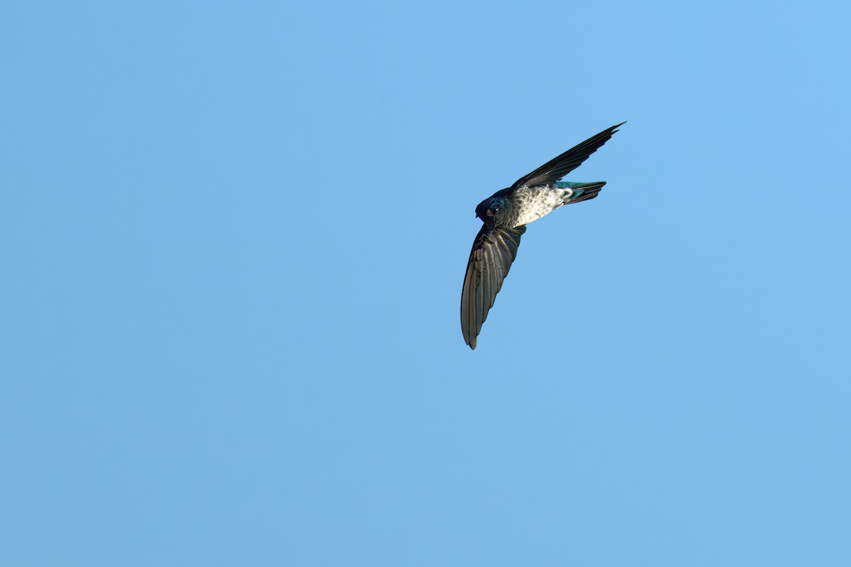 Glossy Swiftlet - ML628236339
