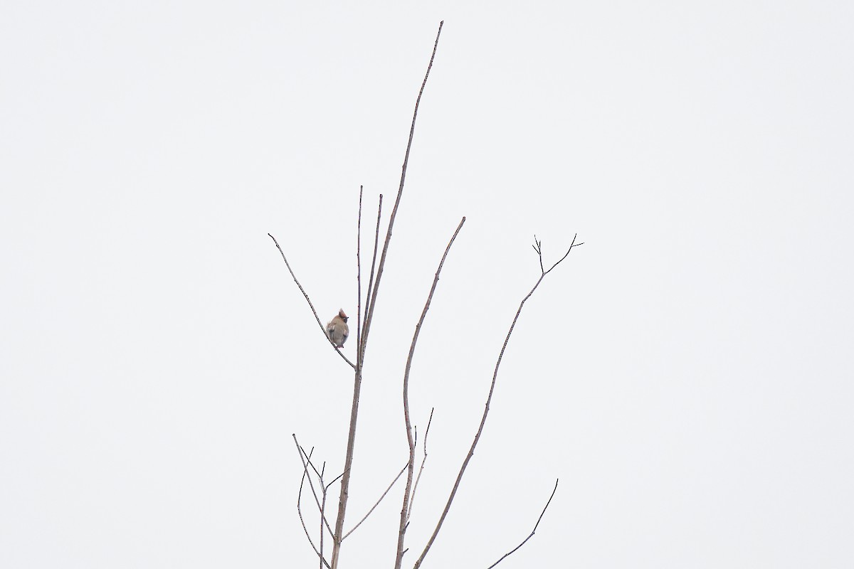 Japanese Waxwing - ML628236398