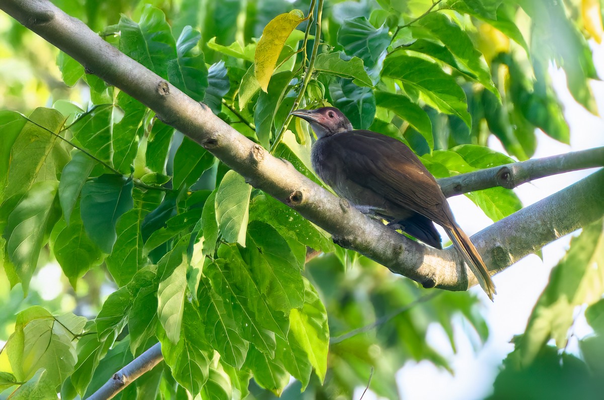 Morotai Friarbird - ML628236436