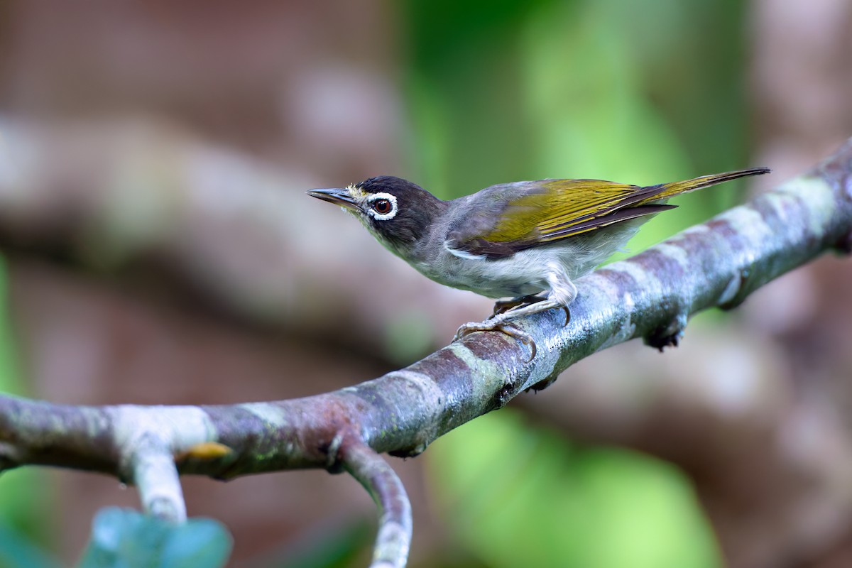 Morotai White-eye - ML628236445