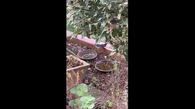 Spot-breasted Fantail - ML628236589