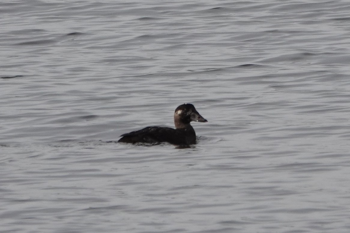 Surf Scoter - ML628236592