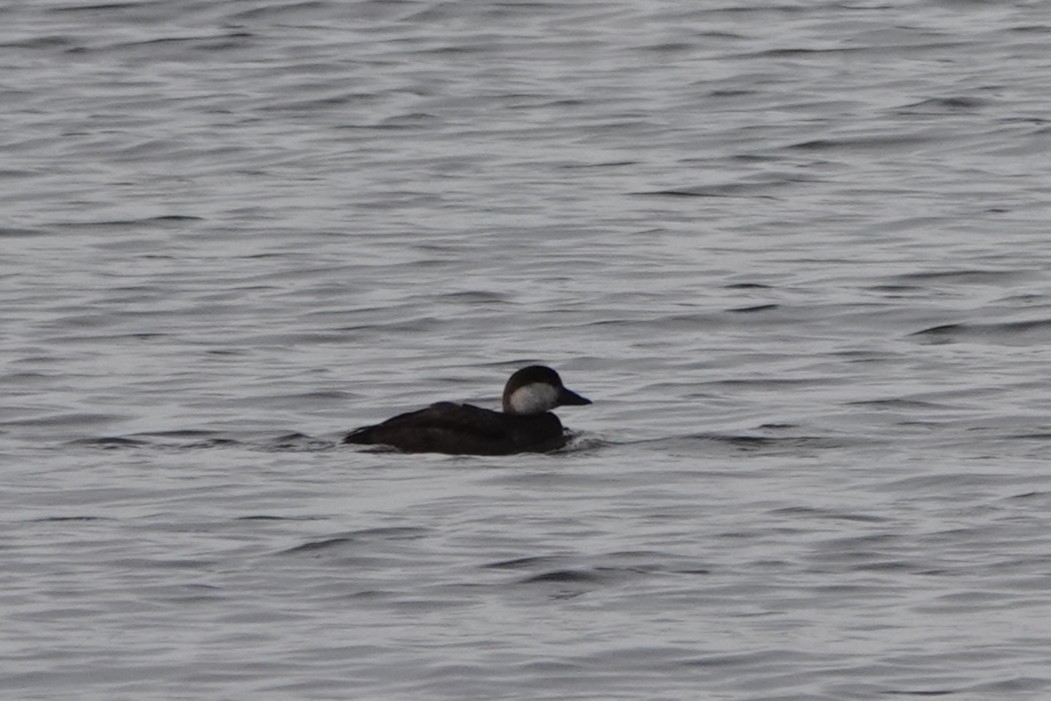 Black Scoter - ML628236602