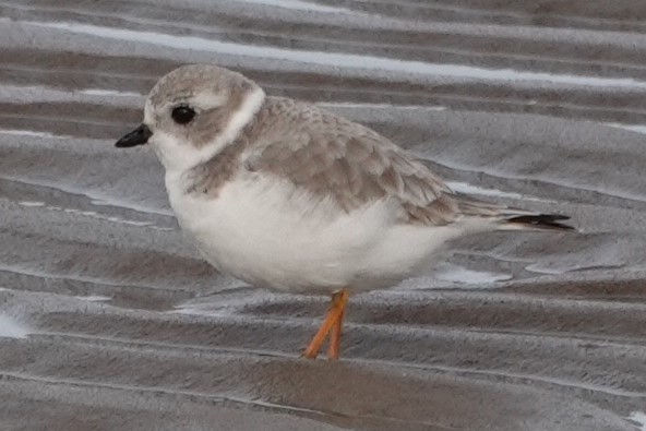 Piping Plover - ML628236604