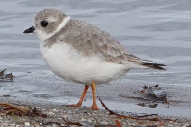 Piping Plover - ML628236605