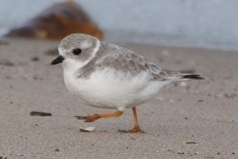 Piping Plover - ML628236609
