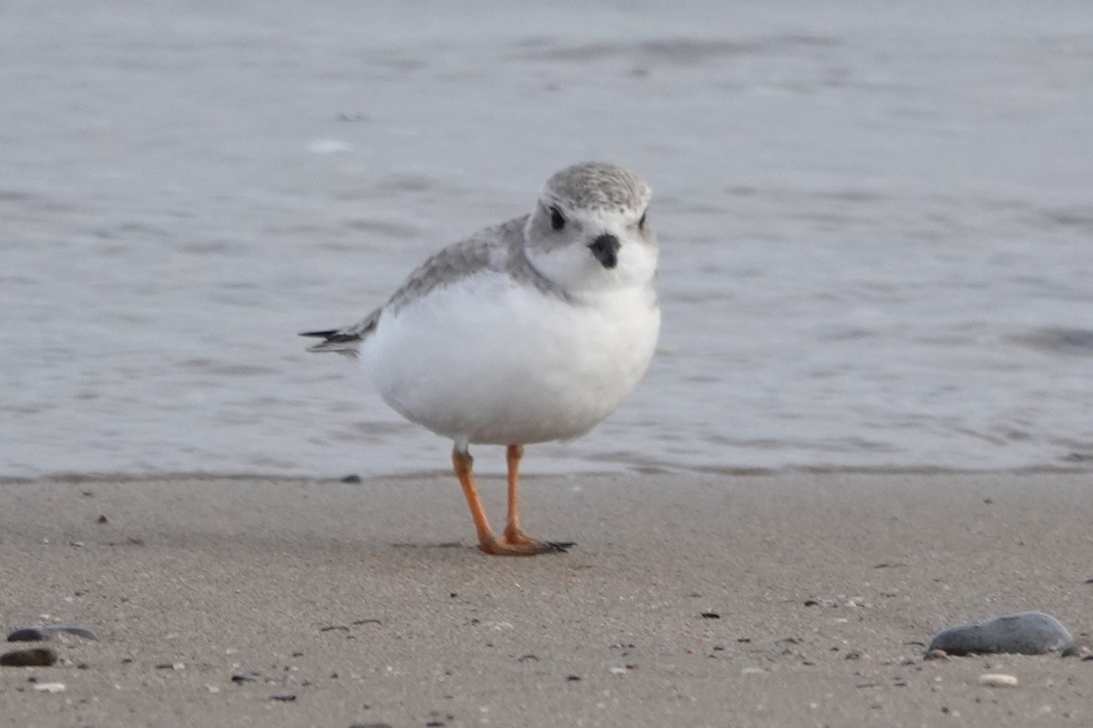 Piping Plover - ML628236613