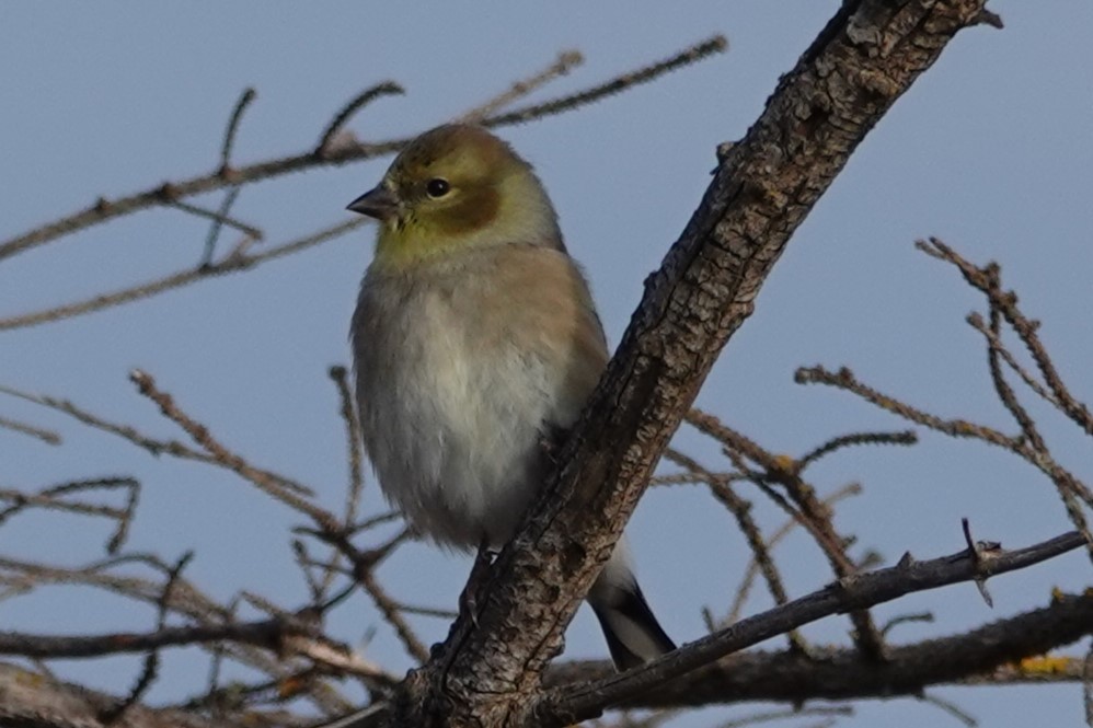 American Goldfinch - ML628236621