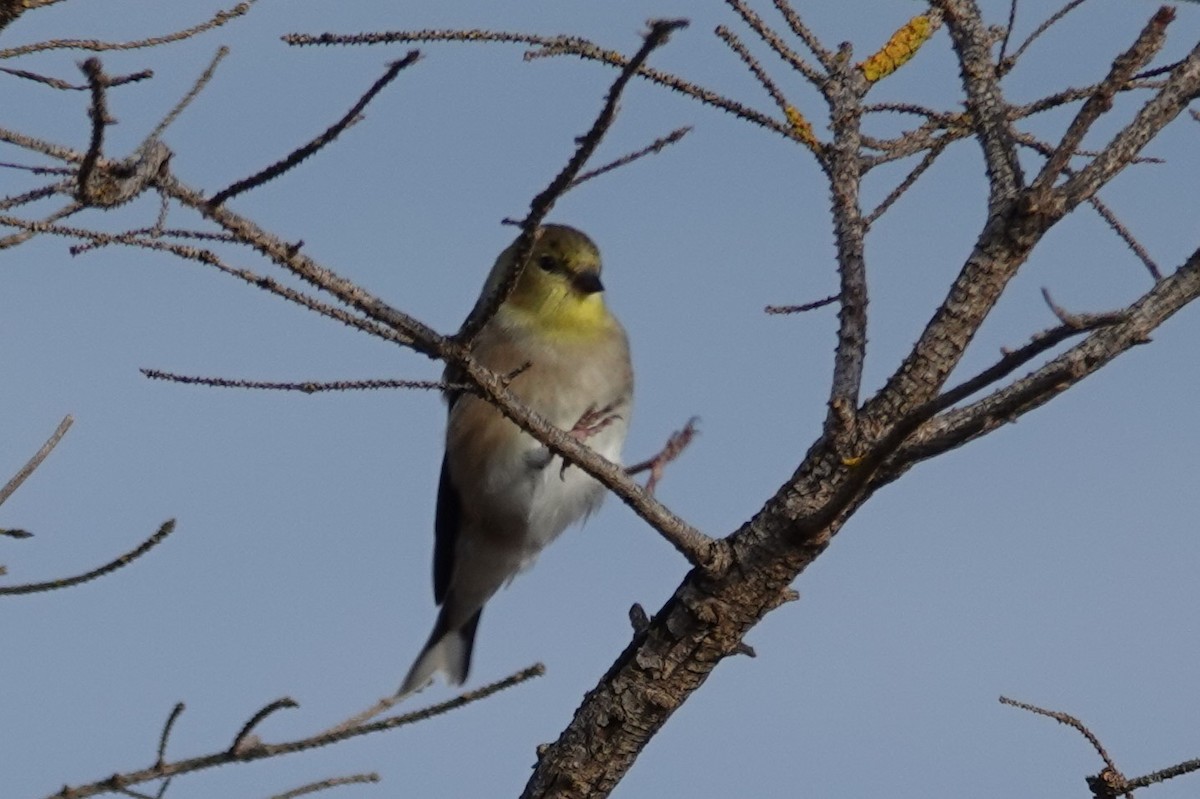 American Goldfinch - ML628236633