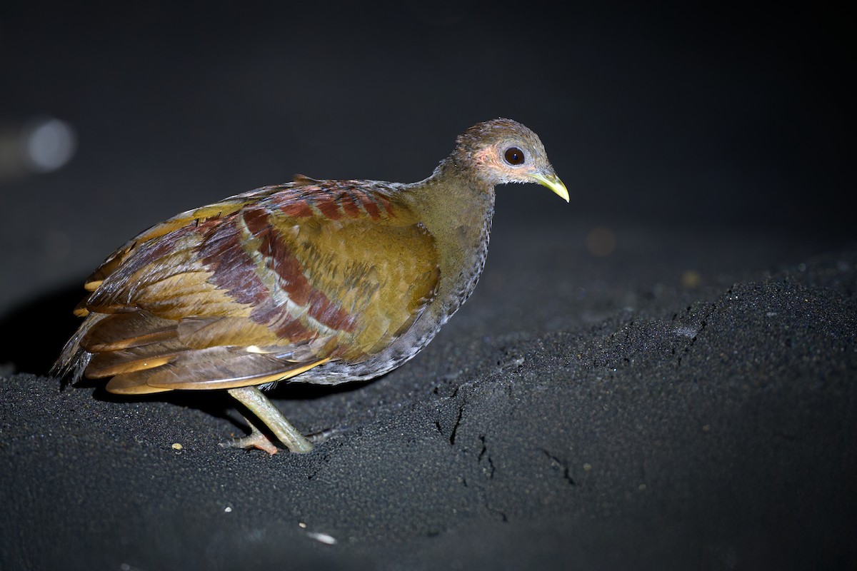 Moluccan Megapode - ML628236706