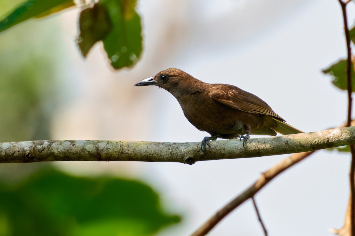 Halmahera Paradise-crow - ML628236756