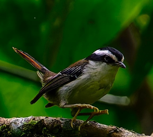 Red-tailed Minla - ML628236775