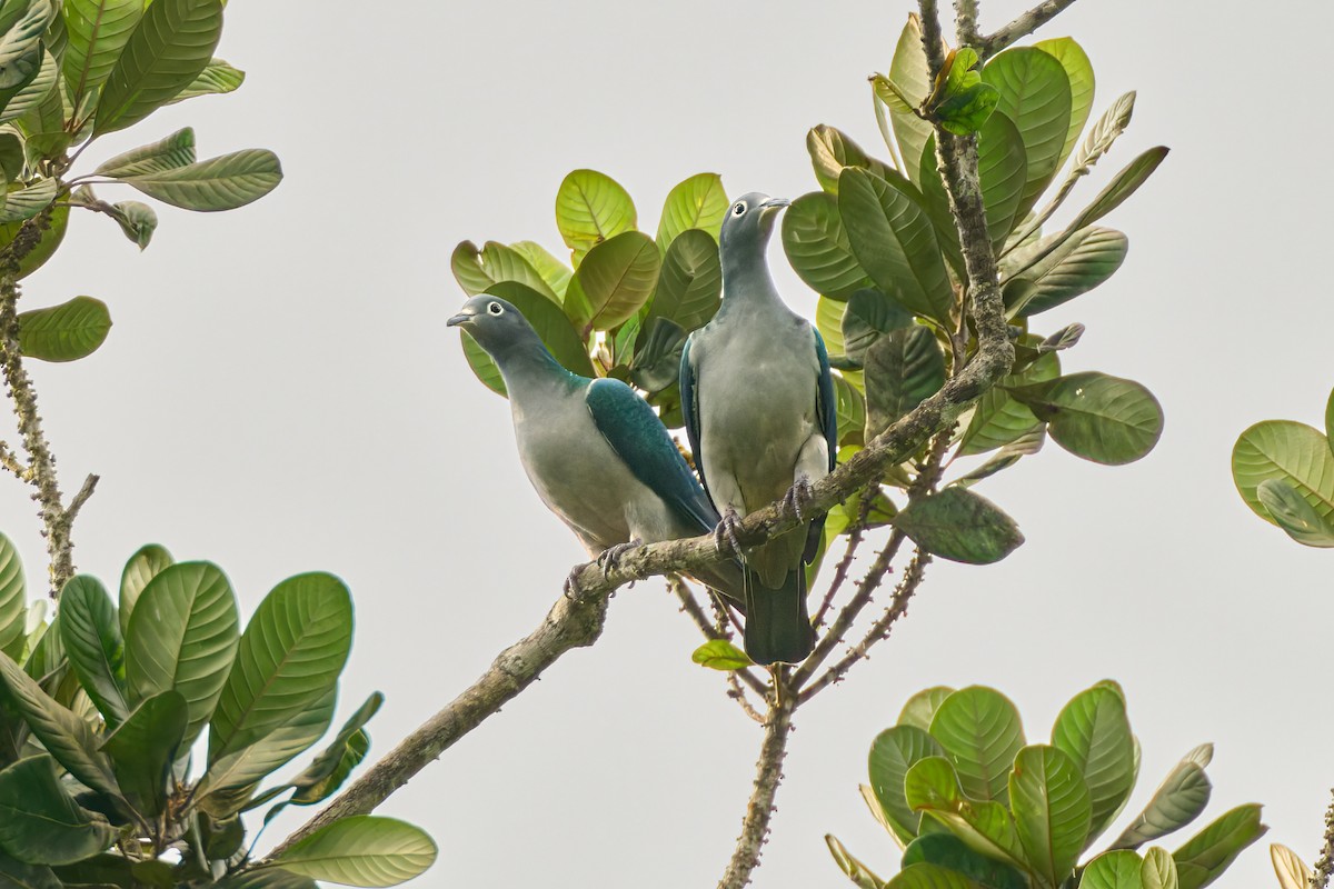 Spectacled Imperial-Pigeon - ML628236785