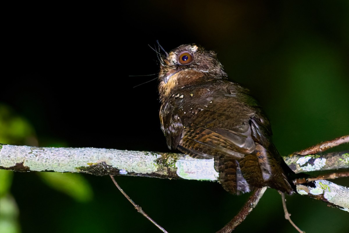 Moluccan Owlet-nightjar - ML628236844