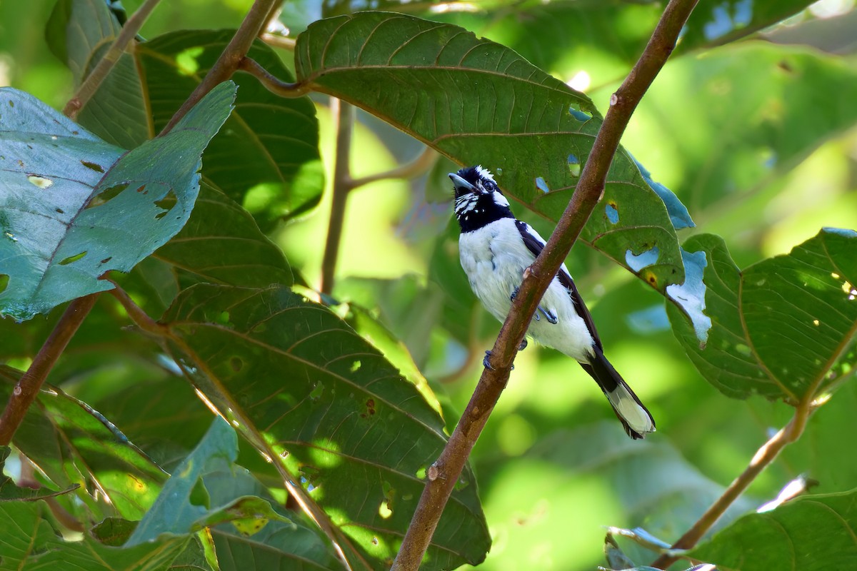 White-naped Monarch - ML628236900