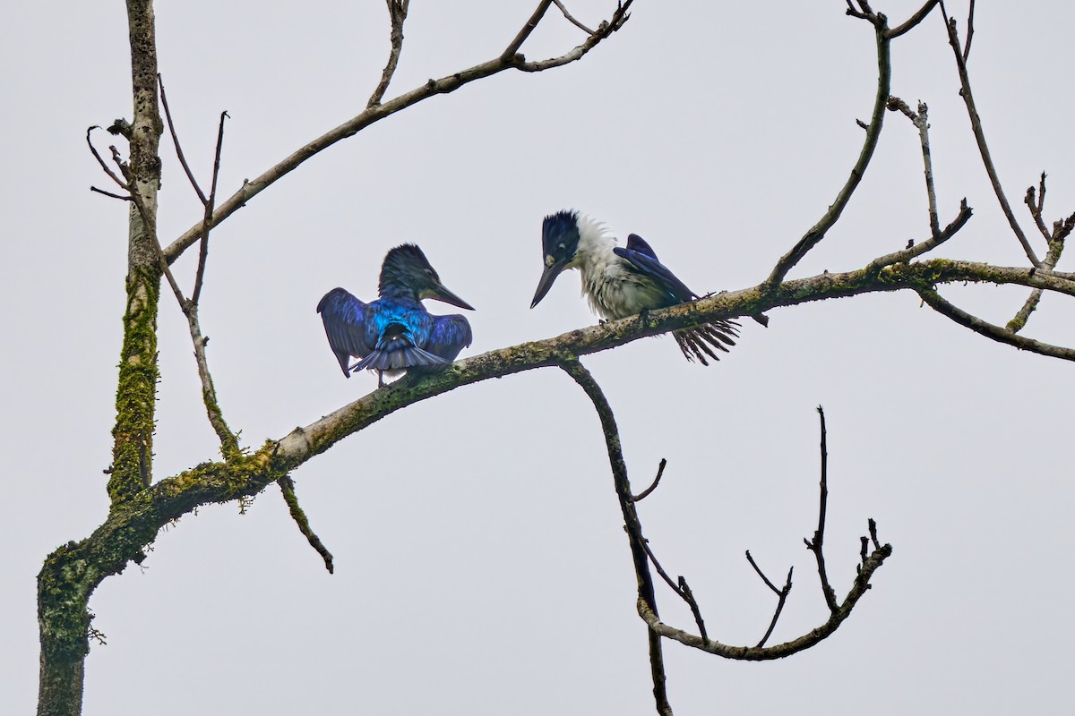 Blue-and-white Kingfisher - ML628236907