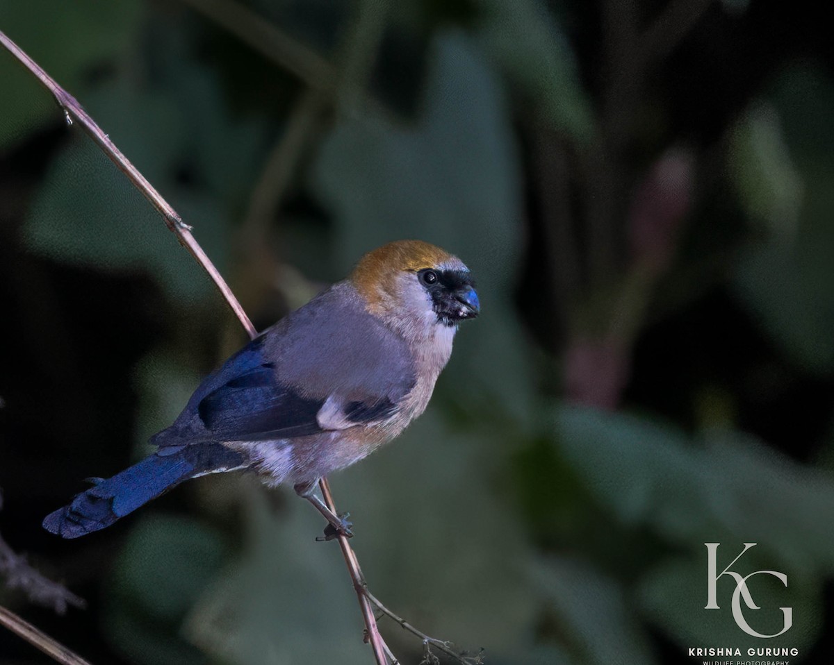 Red-headed Bullfinch - ML628236929