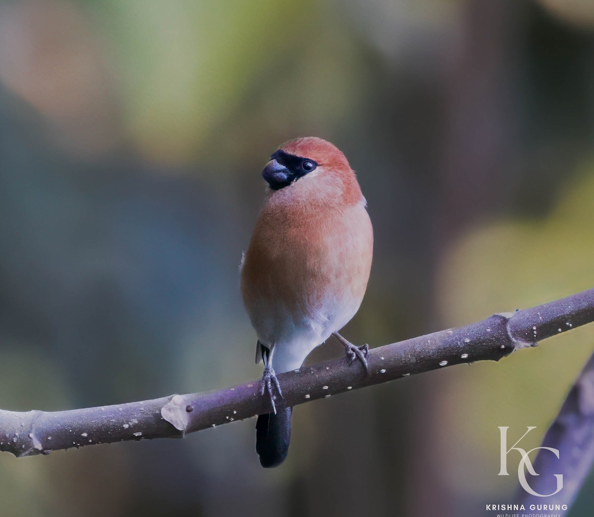 Red-headed Bullfinch - ML628236930