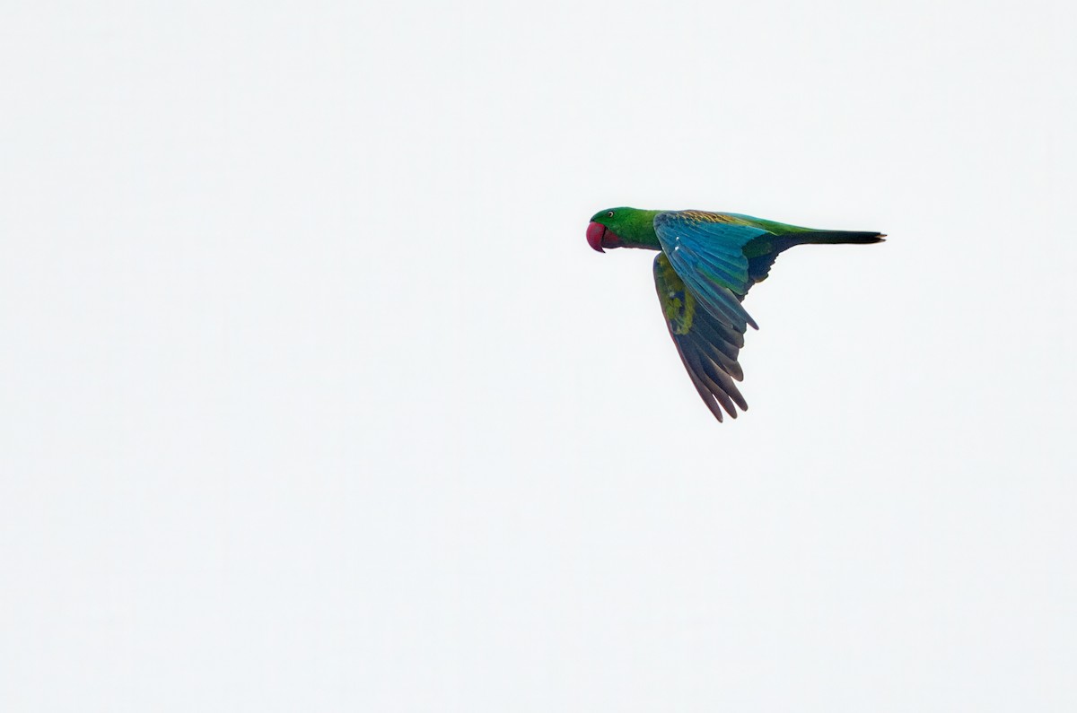 Great-billed Parrot - ML628236967