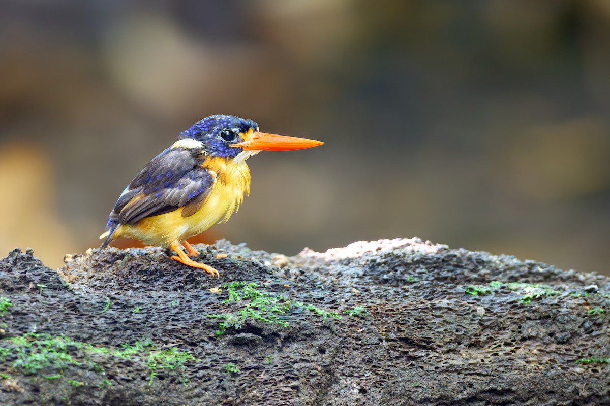 Moluccan Dwarf-Kingfisher - ML628237016