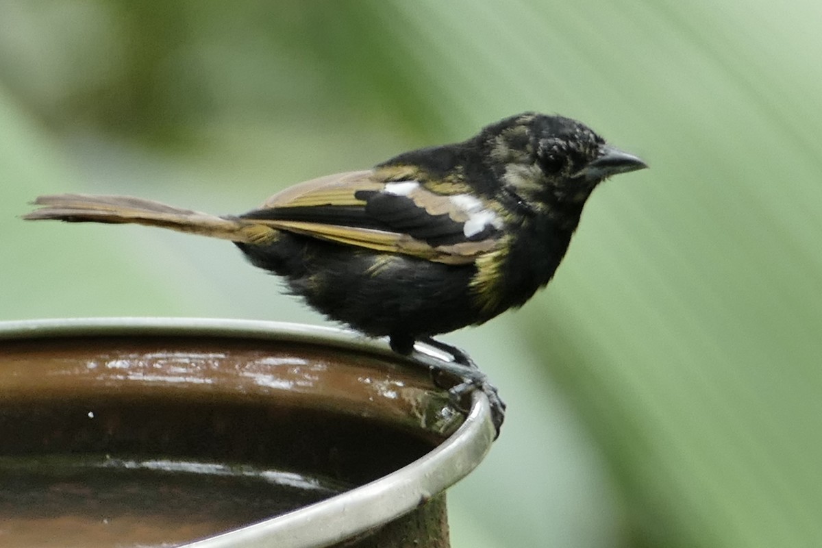 White-shouldered Tanager - ML628237034
