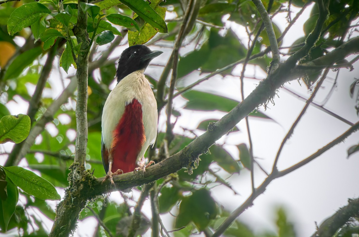 Ivory-breasted Pitta - ML628237036