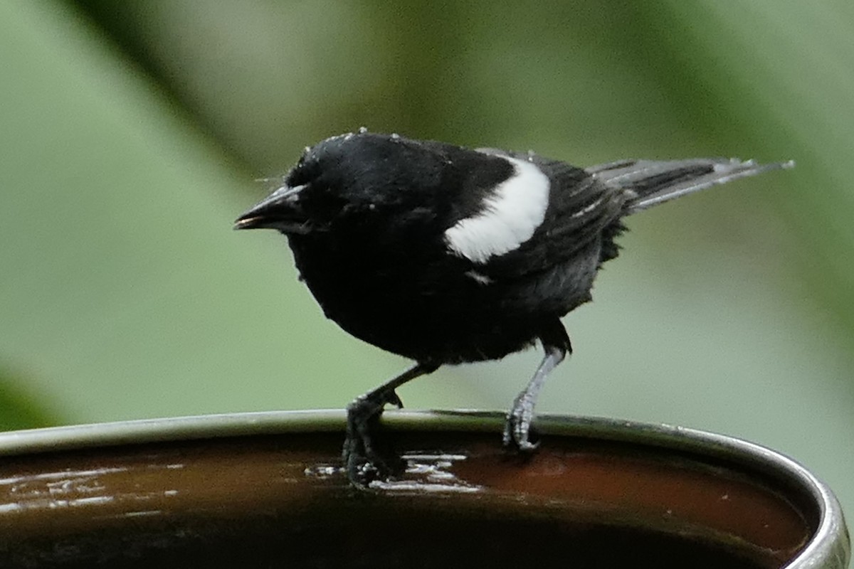 White-shouldered Tanager - ML628237042
