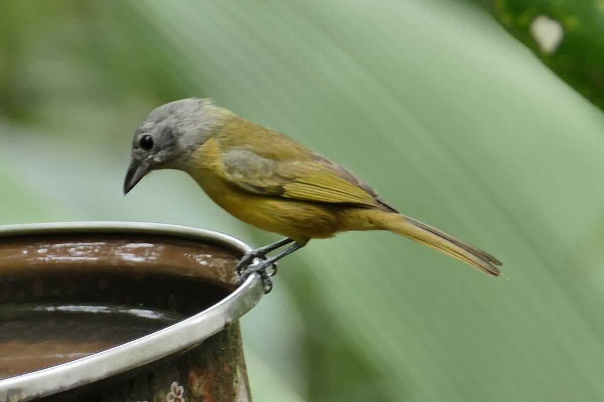 White-shouldered Tanager - ML628237046