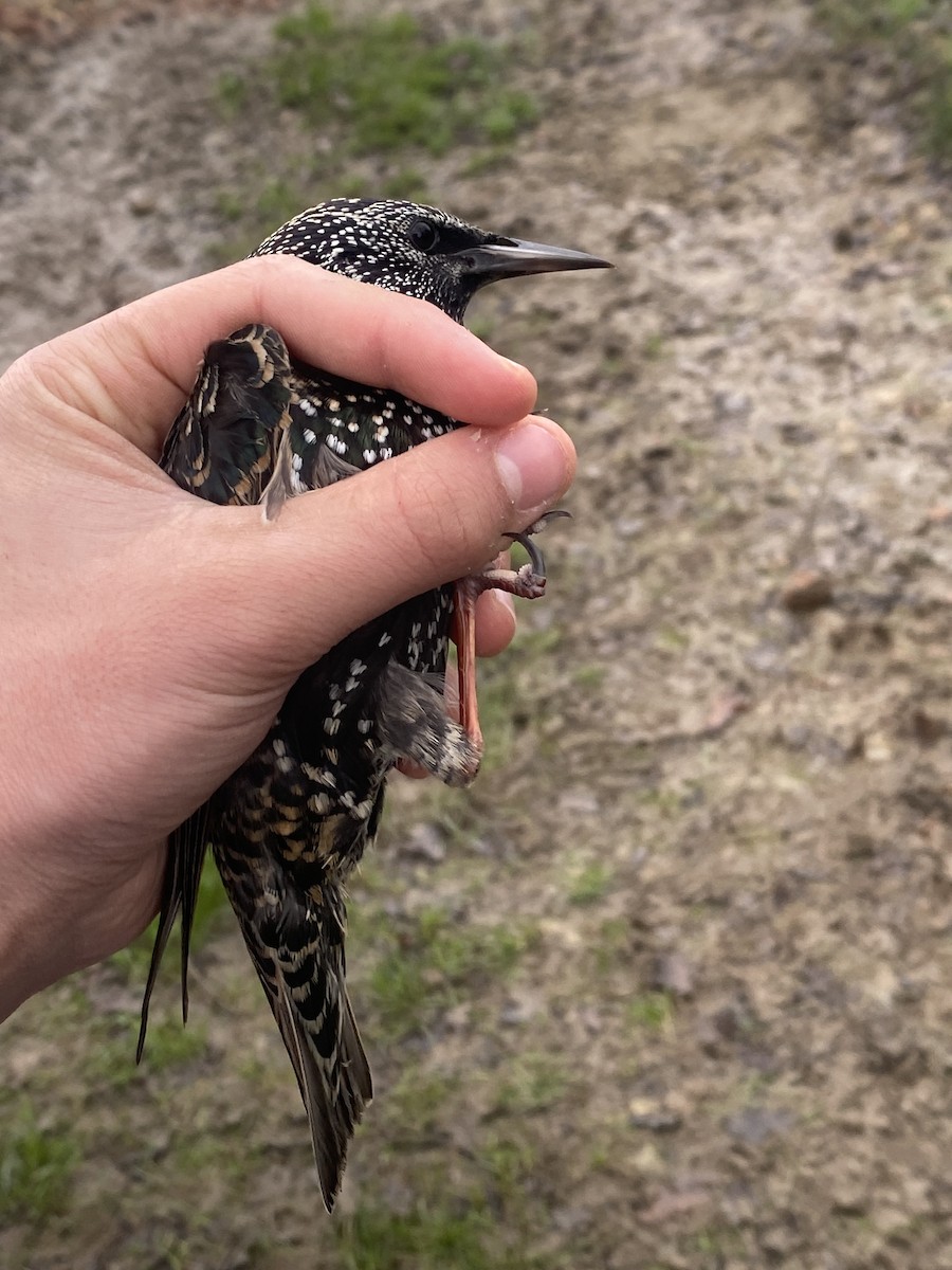 European Starling - ML628237079