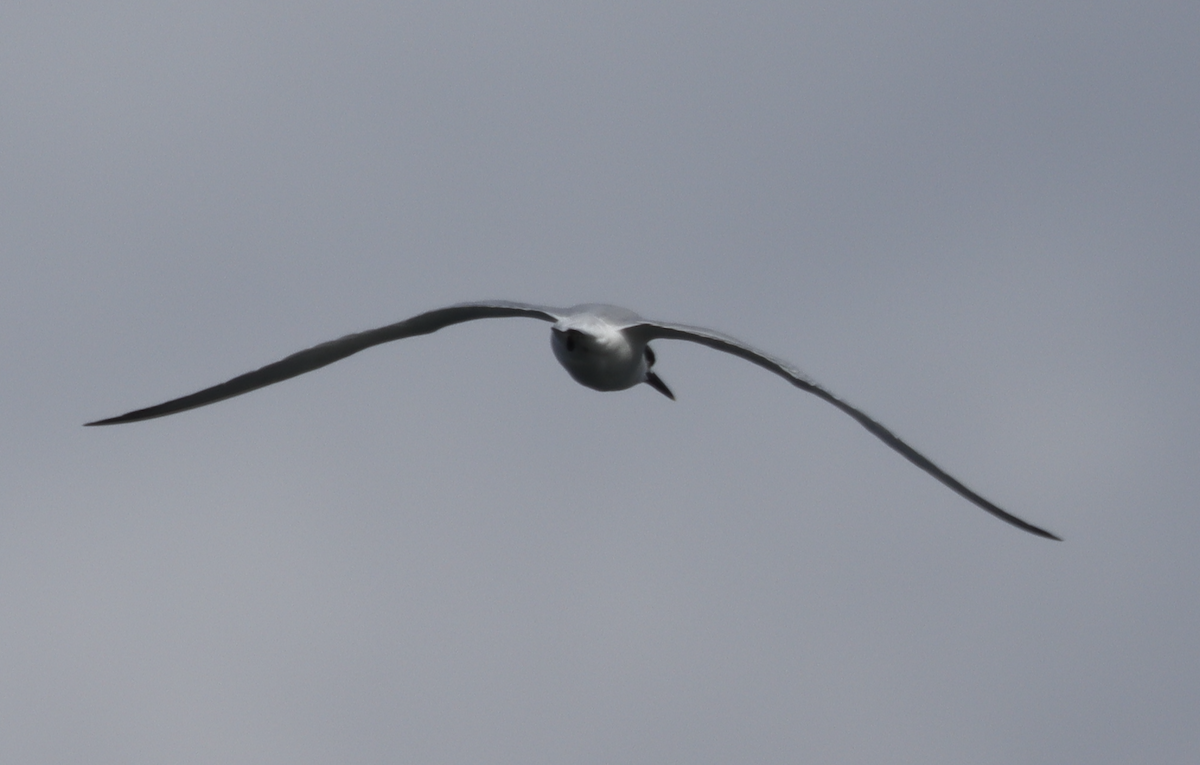 Sandwich Tern - ML628237112