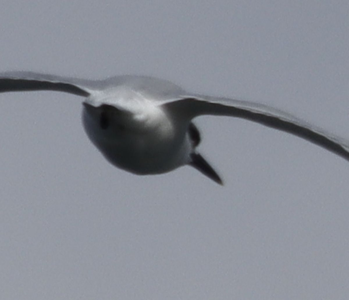 Sandwich Tern - ML628237116