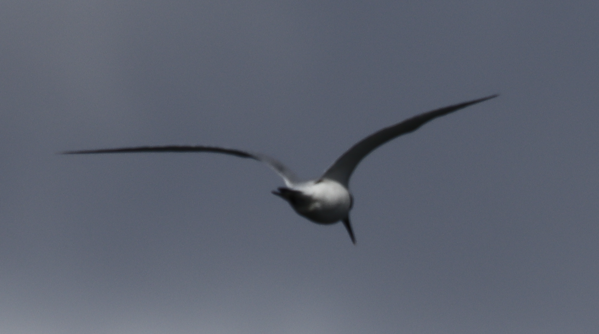 Sandwich Tern - ML628237120