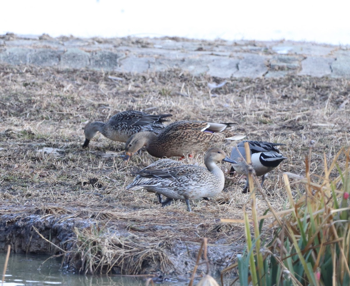 Northern Pintail - ML628237159