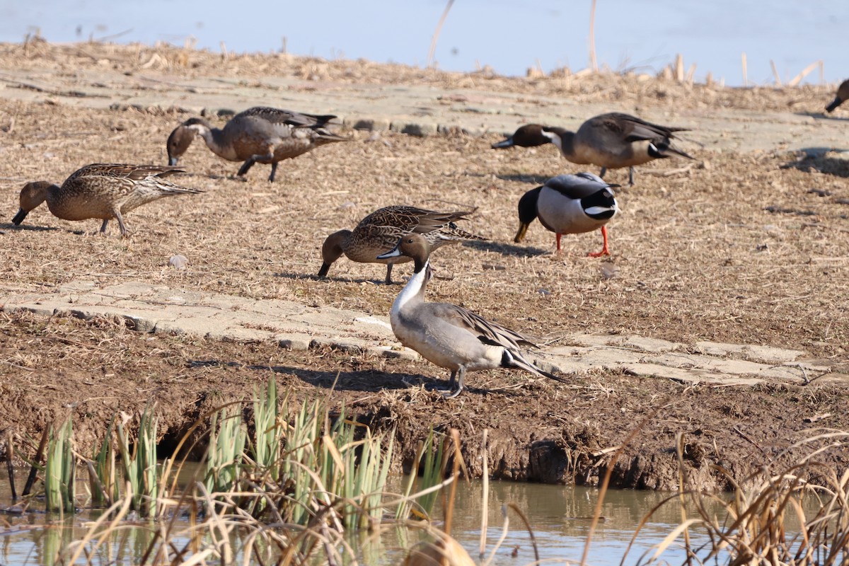 Northern Pintail - ML628237163