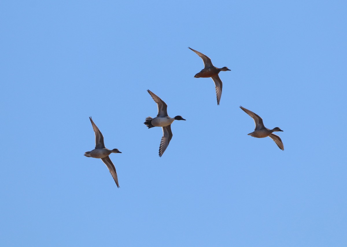 Northern Pintail - ML628237166