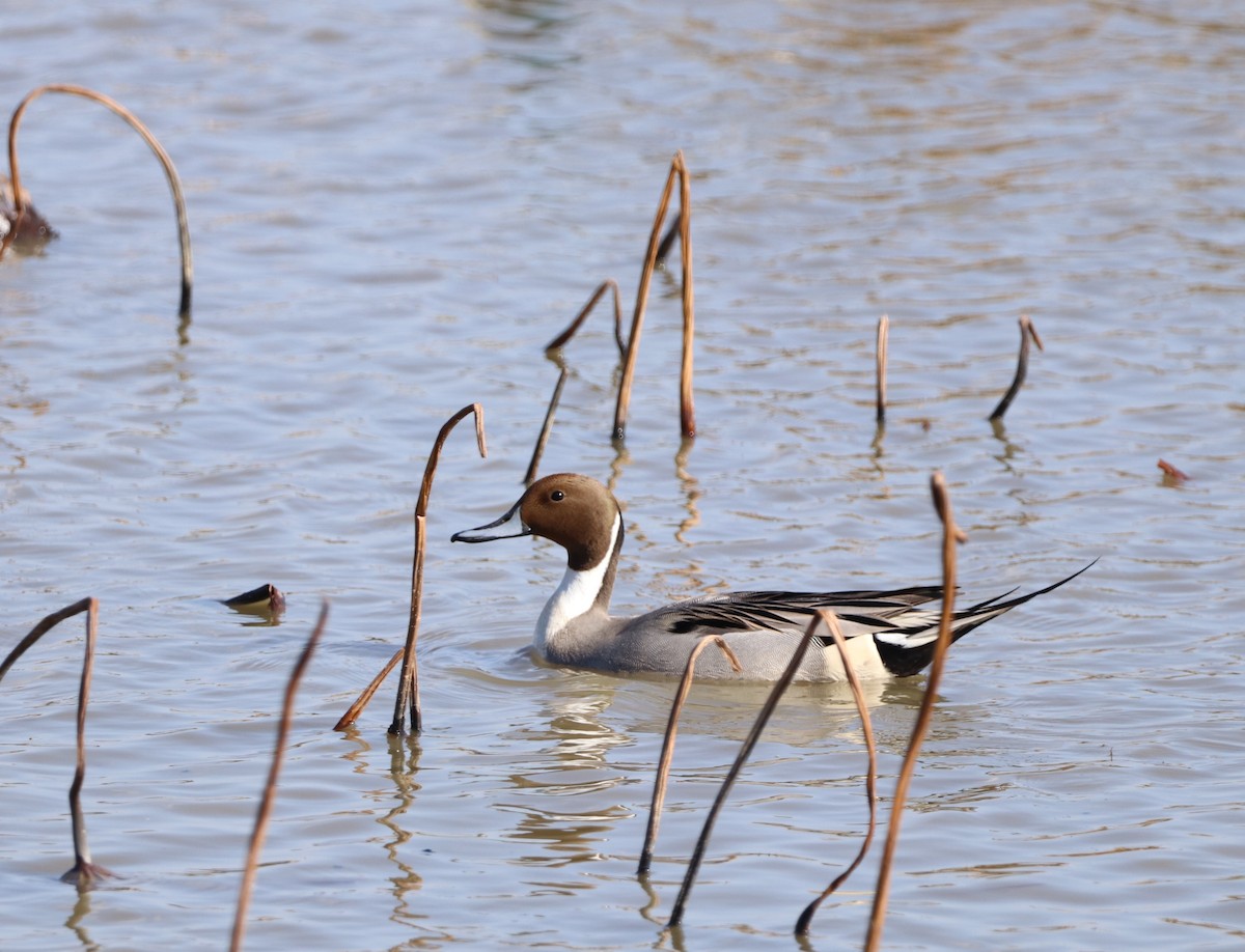 Northern Pintail - ML628237176