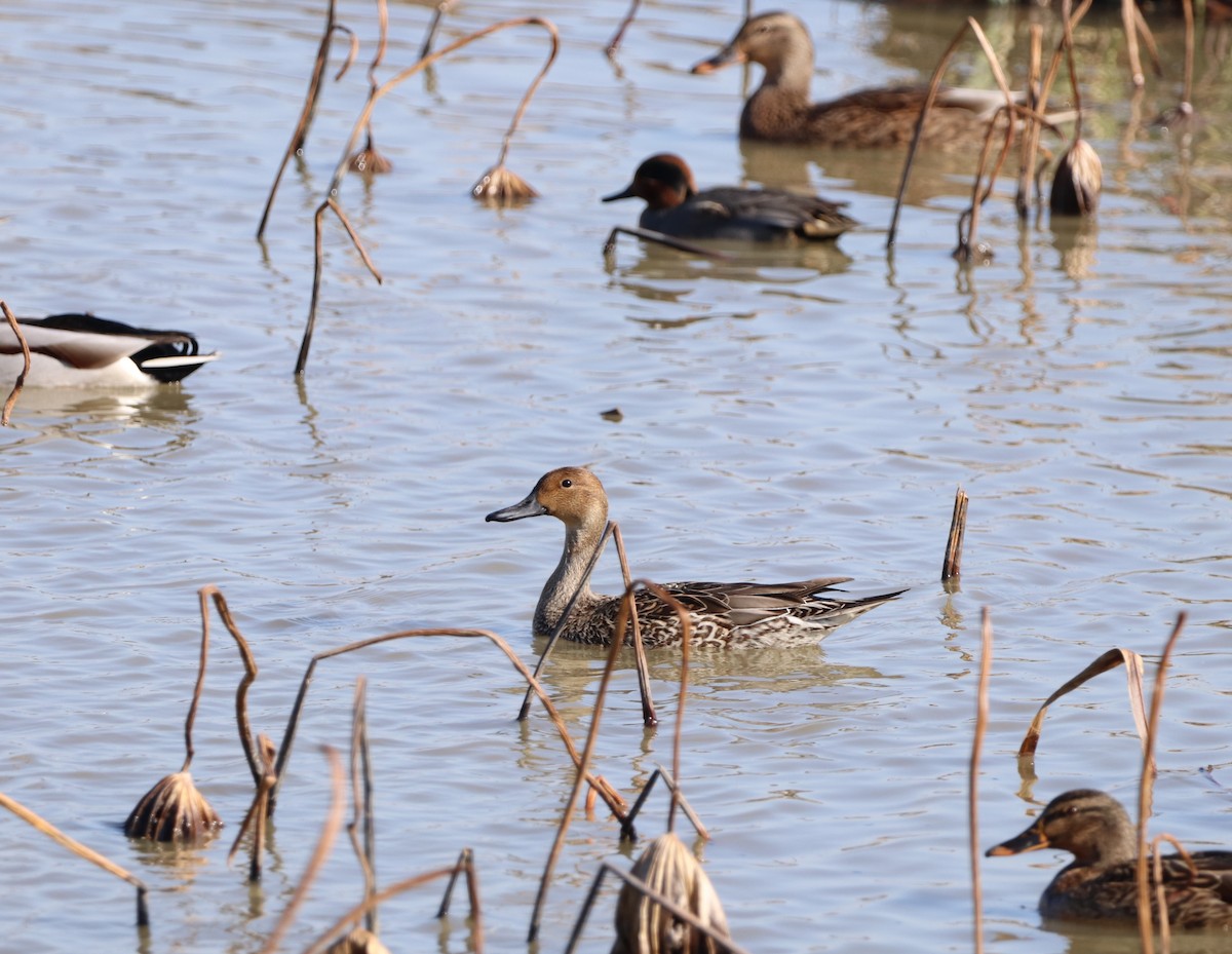 Northern Pintail - ML628237179