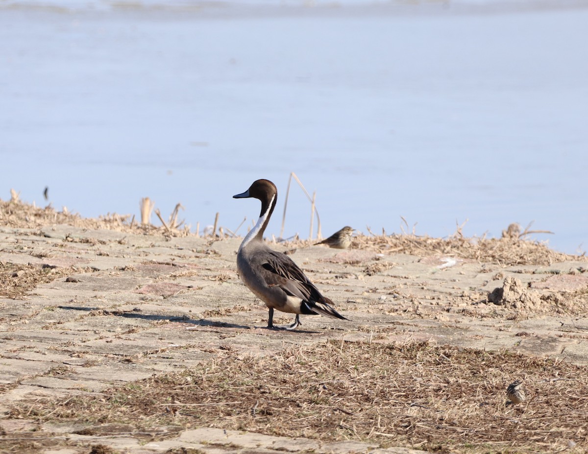 Northern Pintail - ML628237186