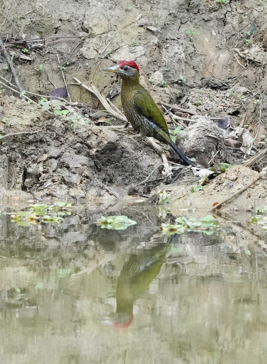 Streak-breasted Woodpecker - ML628237211