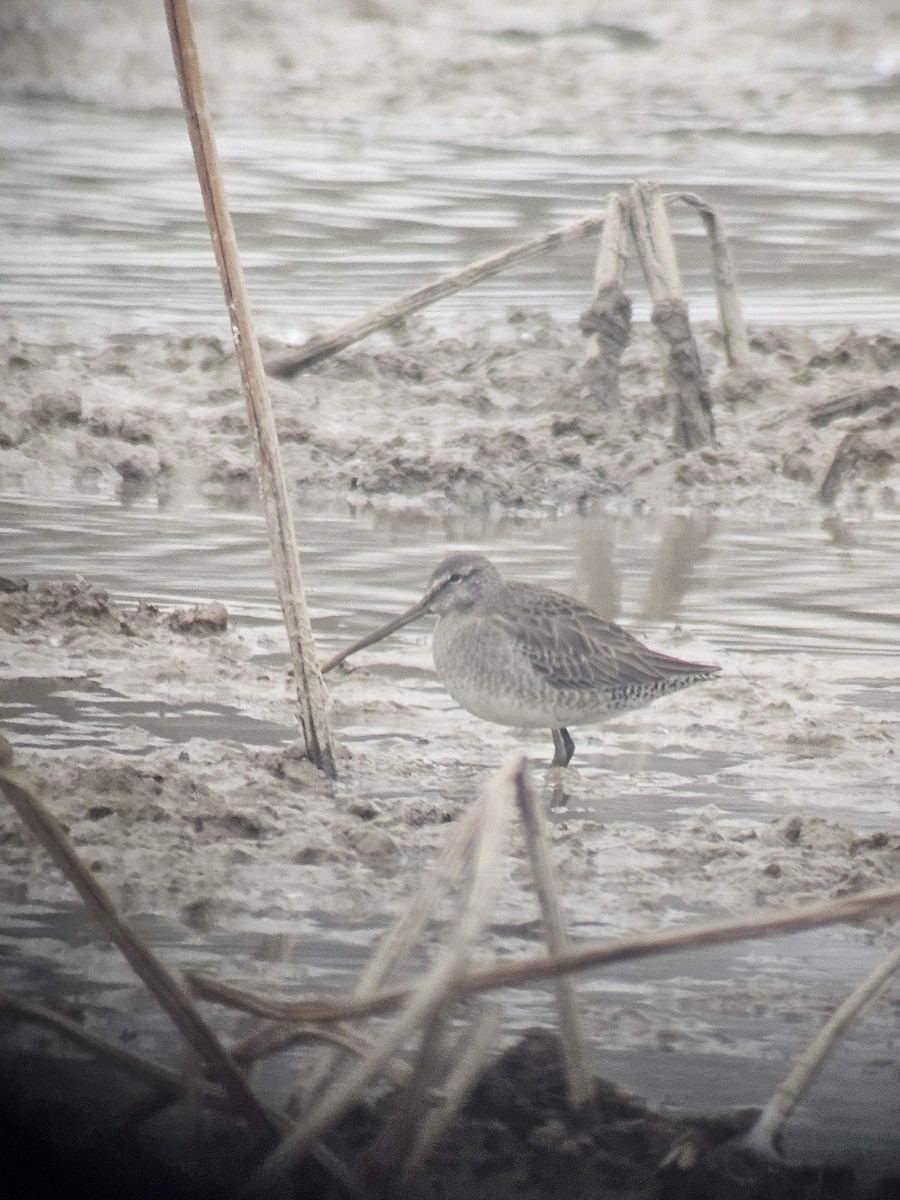 Long-billed Dowitcher - ML628237303