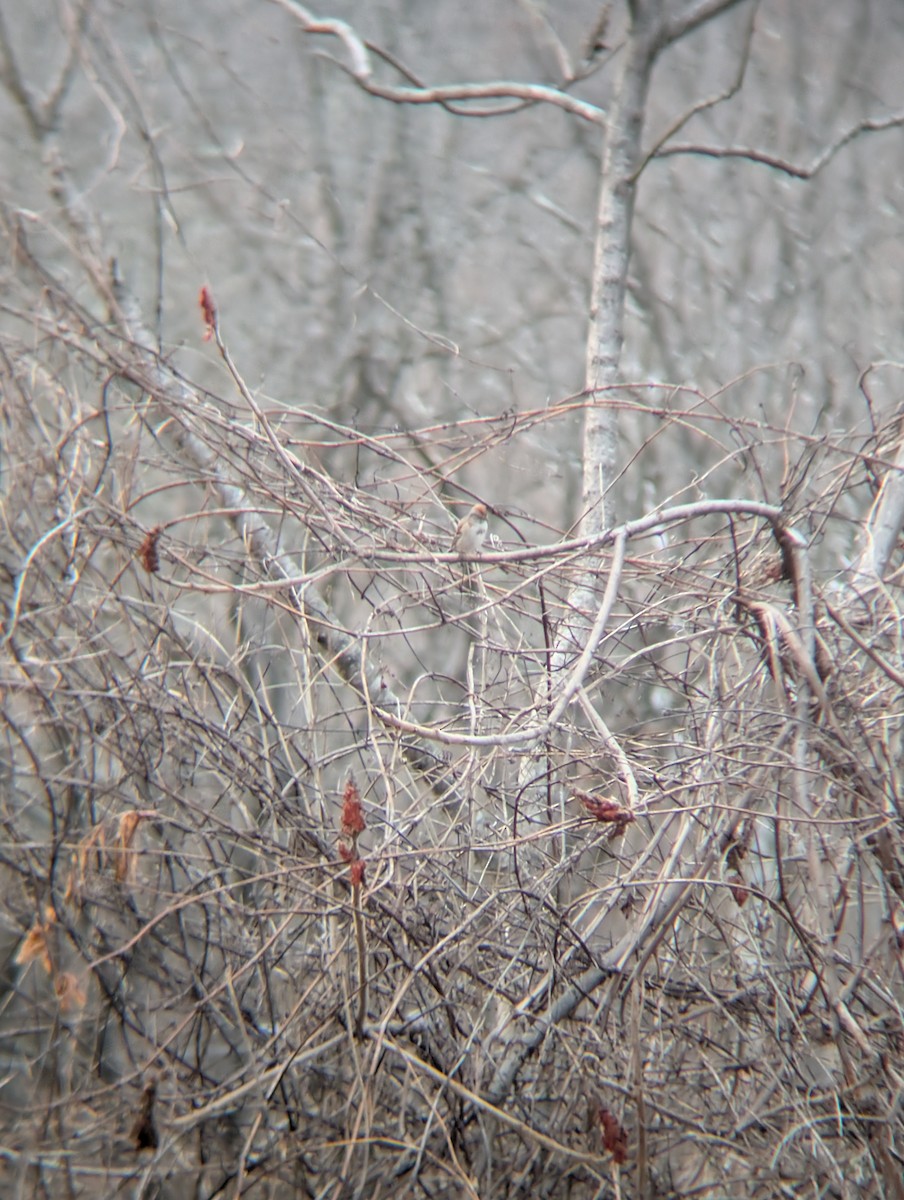 American Tree Sparrow - ML628237348