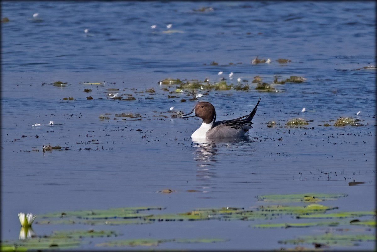 Northern Pintail - ML628237451