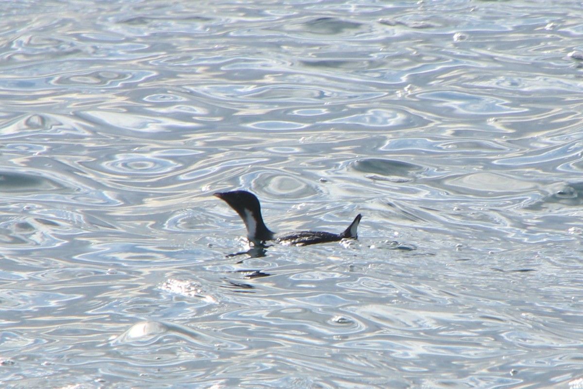 Моржик чорногорлий - ML628237456