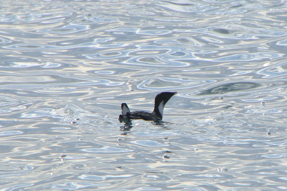 Моржик чорногорлий - ML628237457