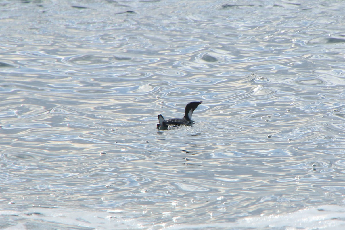 Моржик чорногорлий - ML628237458