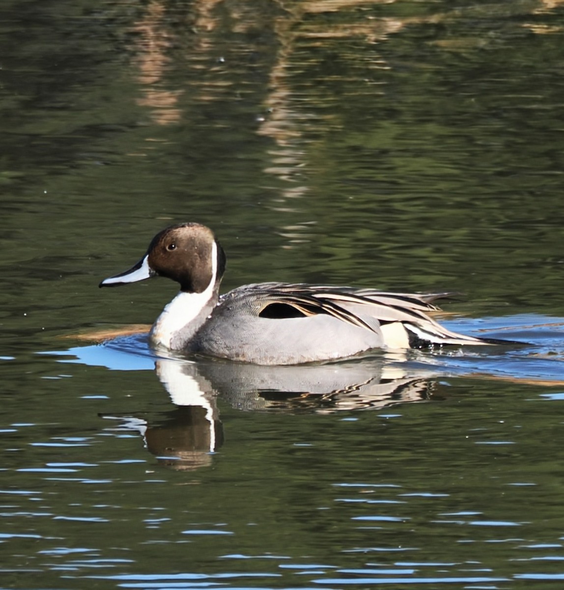 Northern Pintail - ML628237490