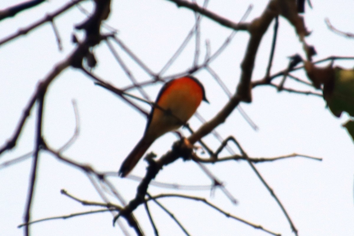 Small Minivet - ML628237686