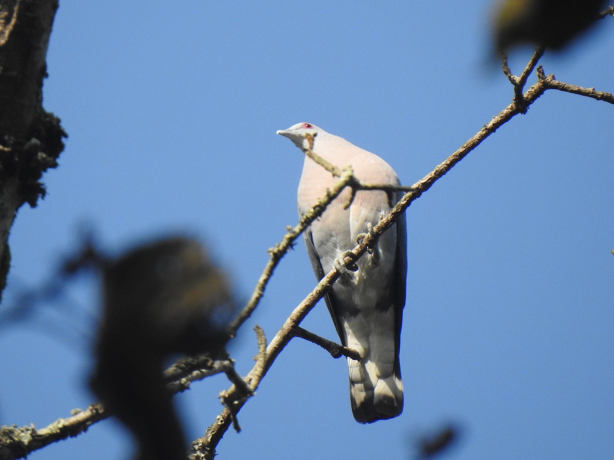 Afep Pigeon - ML628237689