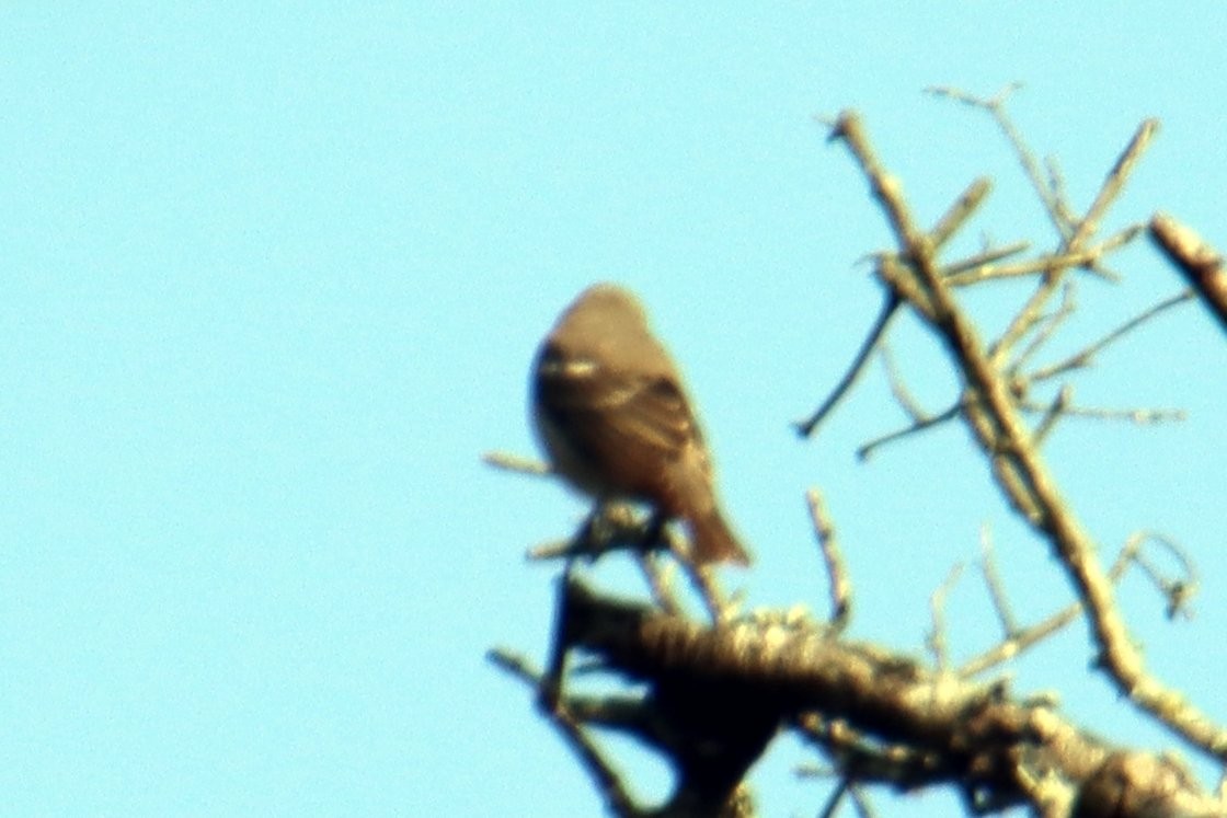 Yellow-throated Sparrow - ML628237699