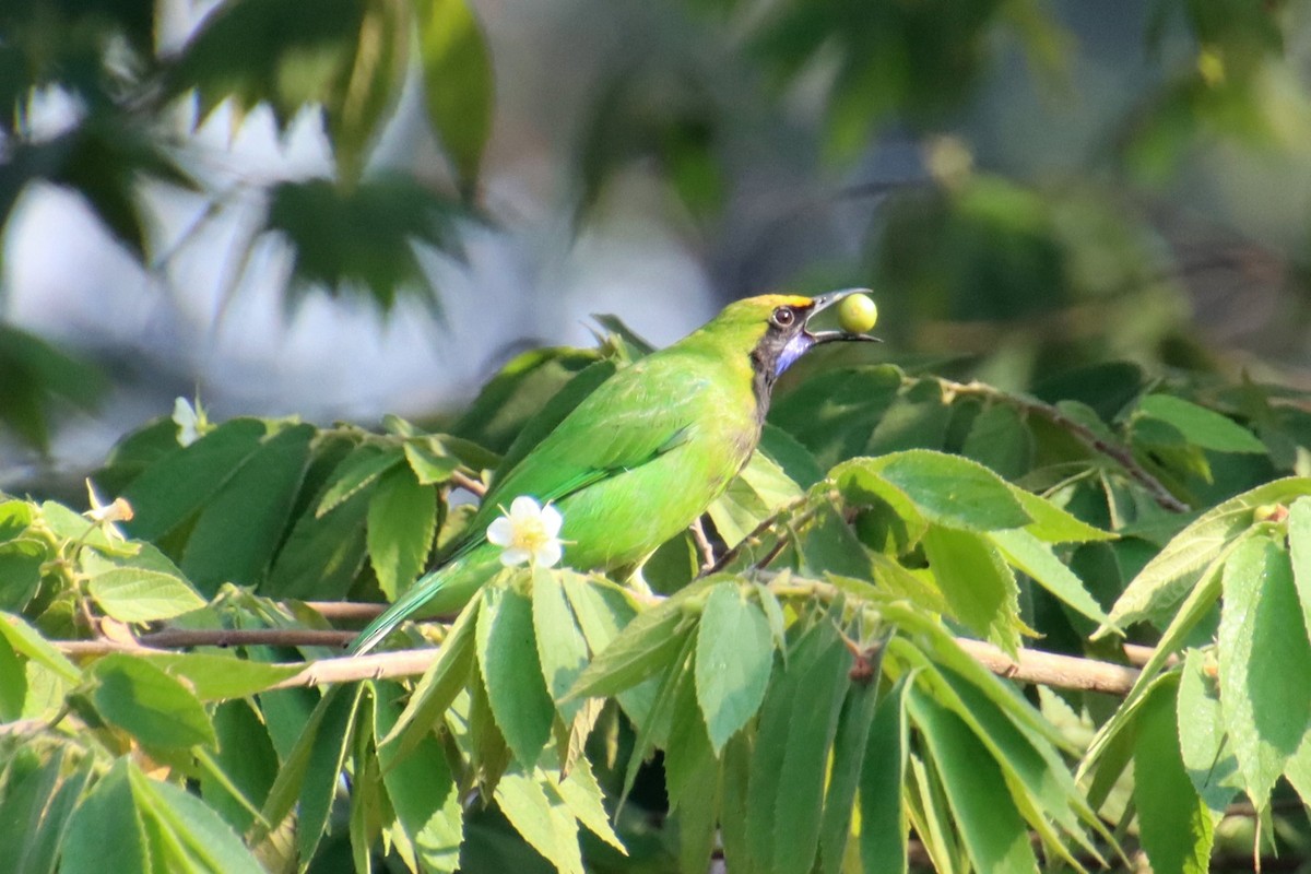 Golden-fronted Leafbird - ML628237703